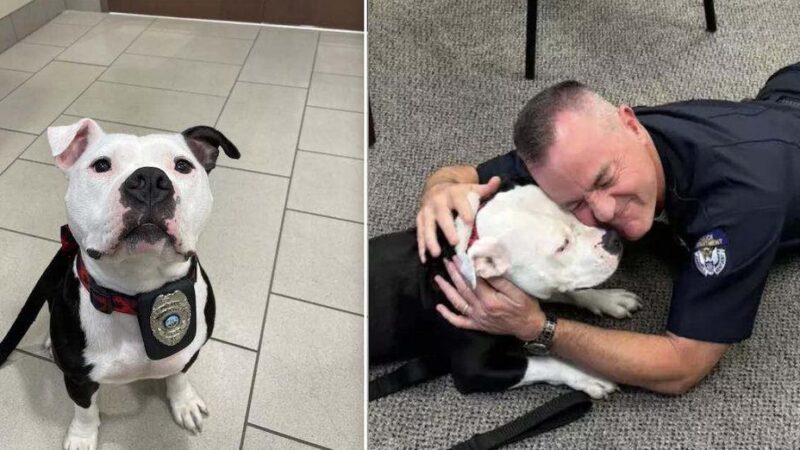 Homeless Dog Visits Police Department for a Day and Ends Up Staying Forever