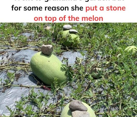 I went to my grandmother’s garden to play but I don’t understand why she threw stones at the melons..