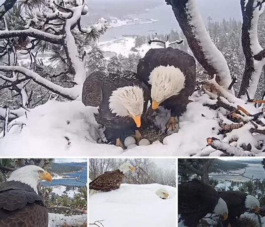 The inspiring story of Jackie’s famous pair of bald eagles who braved heavy rain and heavy snow to protect three tiny eggs from worried California crowds..