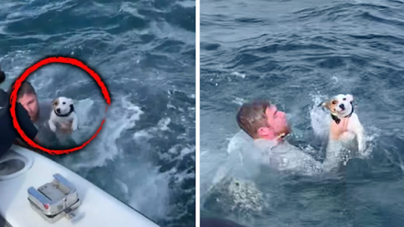 This dog survived after finding himself in the middle of the ocean!