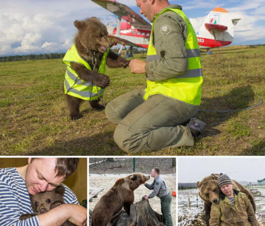 The love story is beautiful! A pilot rescues an abandoned bear cub on the runway, and now they share a warm and unlikely bond.