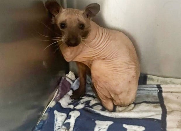 Animal rescued from the cold looks like a hairless cat — you’ll never guess what it really is